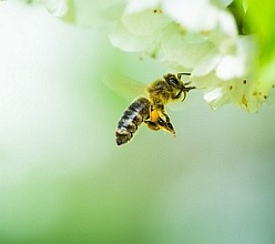 Mezi včelaři rostou v popularitě 'invertní krmiva' a "invertní cukry". Termín je nepřesný a označují se jím jak z hlediska včel naprosto nekvalitní produkty se škrobem a dalšími vyššími cukry (způsobují problém včelstvu), tak i špičková krmiva obsahující jen a pouze glukózu+fruktózu+podíl sacharózy. Včelaři musí být obezřetní a nesmí posuzovat krmiva a cukry jen podle ceny, ale musí se  poctivě podívat na složení uvažovaného krmiva a rozhodnout, zda všechny složky v krmivu obsažené opravdu patří do úlu?