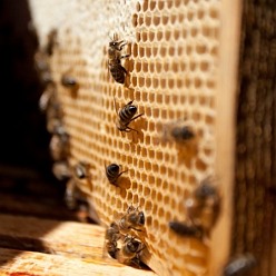 Medo-cukrové nebo cukrové těsto má u včelaře všestranné použití. Může sloužit při tvorbě oddělků a chovu matek, může být využito pro rozvoj včelstva nebo naopak jako záchrana pro včelstvo, které nemá dostatek vlastních zásob během periody, kdy není snůška.