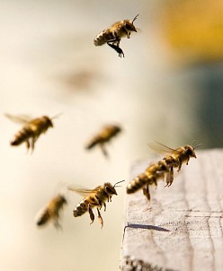 Smyslem včelaření není neutratit ani korunu, ale mít radost ze vzájemného obdarování mezi majitelem včel a včelstvem. A i včelař, který včelaří pro výdělek, ví, že kromě krásného vztahu k včelám musí do chovu včel nejprve investovat a pak teprve může očekávat přínos. Investice do správného druhu krmiva je moudré rozhodnutí.