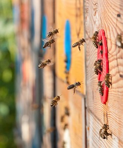 Správné krmení včel je jedou ze základních součástí včelaření. Důležitější, než výběr krmítka, je výběr správného krmiva. To totiž ovlivňuje kondici a potažmo zdraví včelstev na včelnici. Včelař má dnes možnost zakrmit svá včelstva na zimu velice kvalitními krmivy. Pokud využije české krmivo Apivital®, získá nejen výborný produkt, kterým velice snadno nakrmí, ale i ekonomicky a časově výbornou volbu. Oproti běžným invertům má totiž krmivo Apivital vysoký a správně nastavený podíl fruktózy a glukózy a neobsa