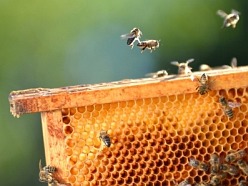 Cukr krystal je tradičně velmi vyhledávaný některými včelaři, zvláště pokud je v akci v supermarketech, bohužel však jeho použití není pro včelu úplně nejvhodnější, protože jej musí štěpit, aby z něj připravila zimní zásoby, které bude vůbec schopna "konzumovat". Pro včelu je to energetická i biologická zátěž, která se může projevit na kondici včelstva. Dříve, než byly k dispozici kvalitní sirupy pro včely, kupovali zkušení včelaři raději čistý cukr s hrubším zrnem, než extra levné cukry z výprodejů v super